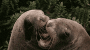 When Nature Calls Kiss GIF by ABC Network