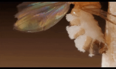 koreacnw giphyupload GIF