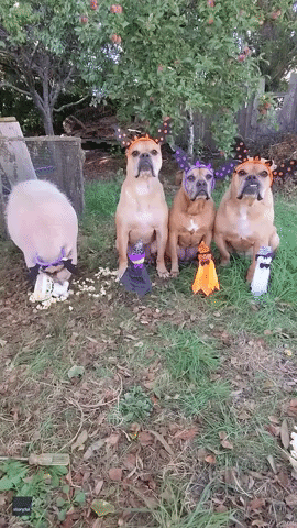 Rescue Dogs And Pig Ace Halloween Costumes