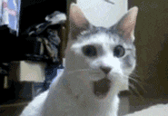 Video gif. A gray and white cat looks around with wide eyes and jaw dropped in shock.