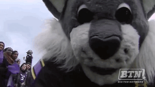 northwestern GIF