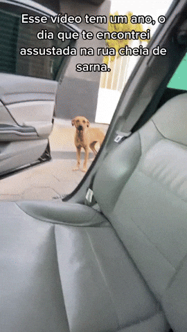 cuteanimalland giphyupload GIF