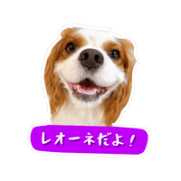 Cavalierkingcharlesspaniel Sticker