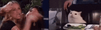 The Real Housewives Of Beverly Hills Cat GIF by MOODMAN