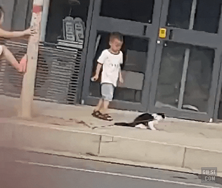 cuteanimalland giphyupload GIF