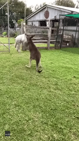 Kangaroo Works Out With Stuffed Elephant at Wildlife Rescue Center