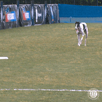 Dog Running GIF by American Kennel Club