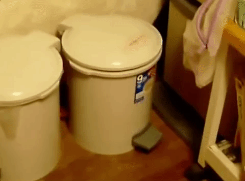 giphygifgrabber cat cats hiding trash can GIF