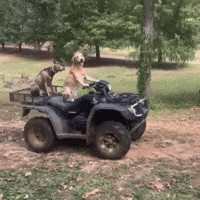 Fourth Of July Dog GIF by Respective
