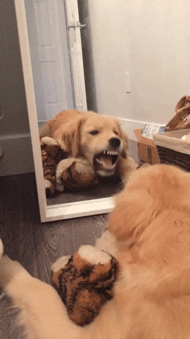 cuteanimalland giphyupload GIF