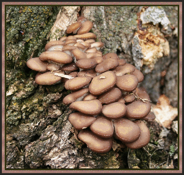 mushrooms GIF