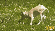 Lay Down Baby Animal GIF by Brookfield Zoo