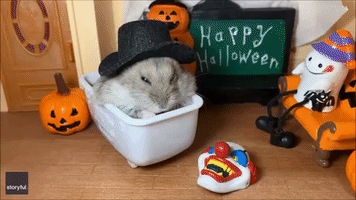 Adorable Hamster Enjoys Early Halloween Treat in Tiny Bathtub