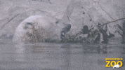 Hungry Conservation GIF by Brookfield Zoo
