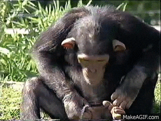 radardown monkey GIF