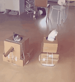 Fight Cat GIF by Respective