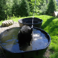 Black Bear Enjoys Refreshing Splash in Pool at Oregon Zoo