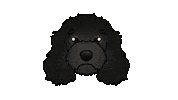 Cute Dog Goldendoodle Sticker by zoopeez