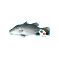 TheFishFarmer support local tff sea bass barramundi Sticker