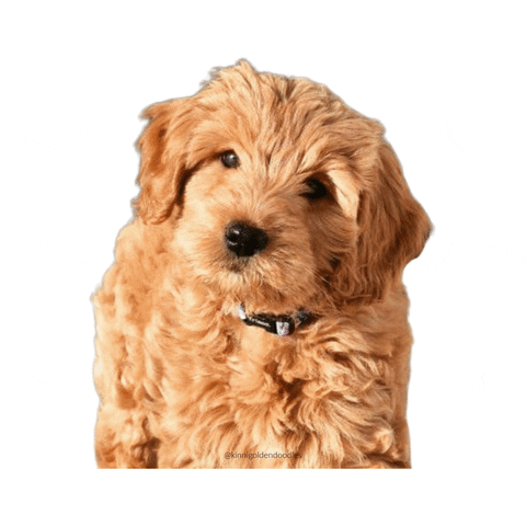 kinnigoldendoodles giphyupload star puppy dogs GIF
