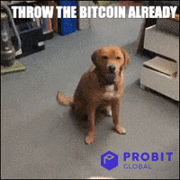 Dog Crypto GIF by ProBit Global