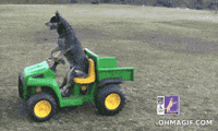 Dog Instagram GIF