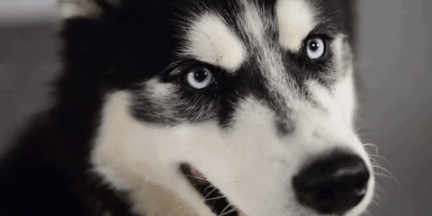 mission niu GIF by Northern Illinois University