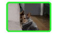 Zoom Jelly Sticker by giphystudios2022