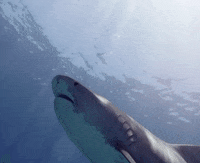 Discovery GIF by Shark Week