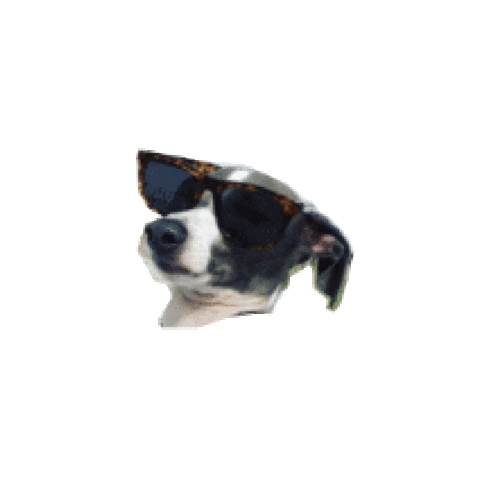 meetmaev giphyupload dog trendy dog food Sticker