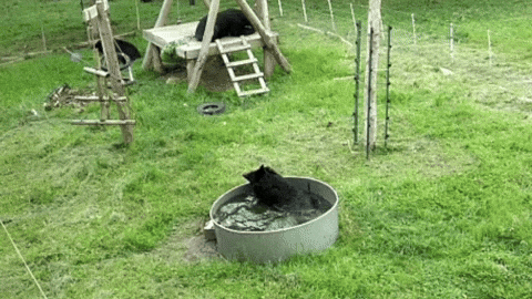 animalsasia giphyupload vietnam animalsasia moonbears GIF