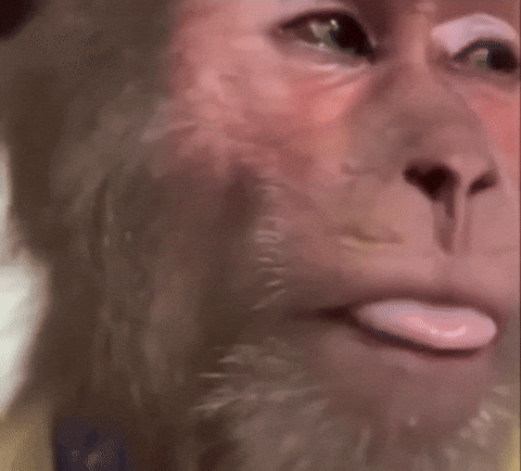 Monkey Baboon GIF