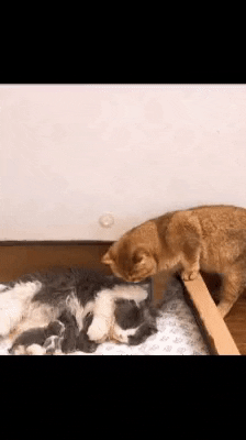 cuteanimalland giphyupload GIF