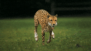 head running GIF