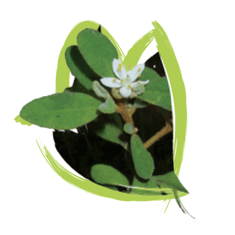 Endangered Species Australia Sticker by NSW Department of Planning, Industry and Environment