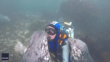Friendly Grey Seals Get Up Close and Personal With Diver Near Farne Islands, UK