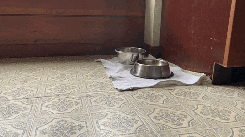 marrsupial123 giphyupload GIF