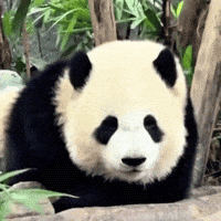 Panda Sister GIF