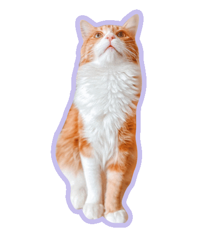 Cat Sebastian Sticker