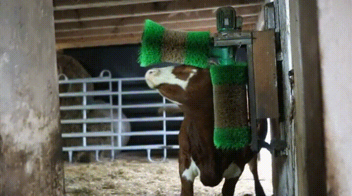 cow GIF