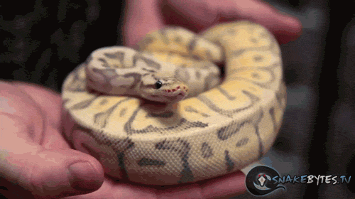 snake GIF by Cheezburger