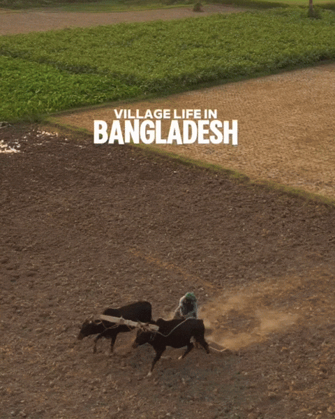 Bangladesh Village GIF
