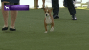 Dogs Podengo GIF by Westminster Kennel Club