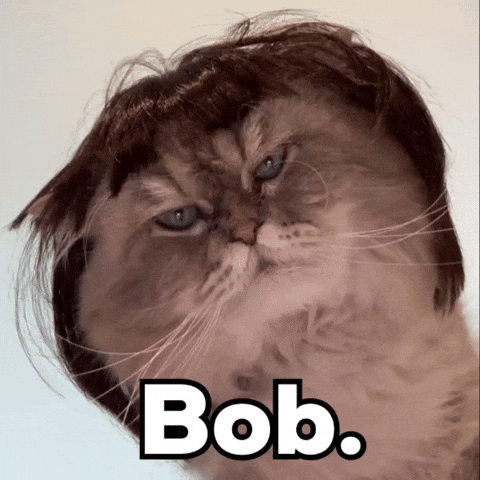 Bob The Cat GIF