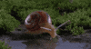 snail GIF