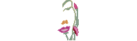 Flores Sticker by Floreria Kmonadas