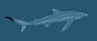 LaPageDeCam blue ocean sea swimming GIF
