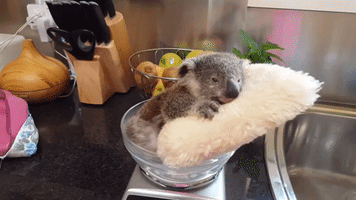 Young Koala Chills Out While Getting Weighed