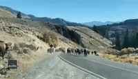 Herd of Bison Cause Traffic Jam Crossing Yellowstone Bridge