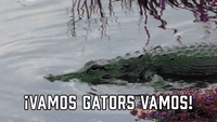 ¡Vamos Gators Vamos!
